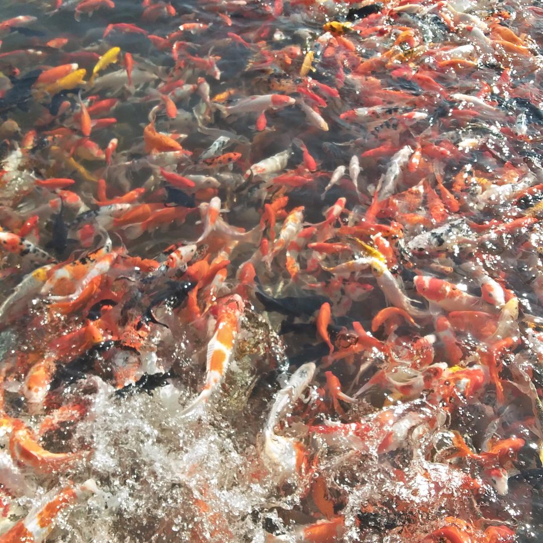 试着放下
