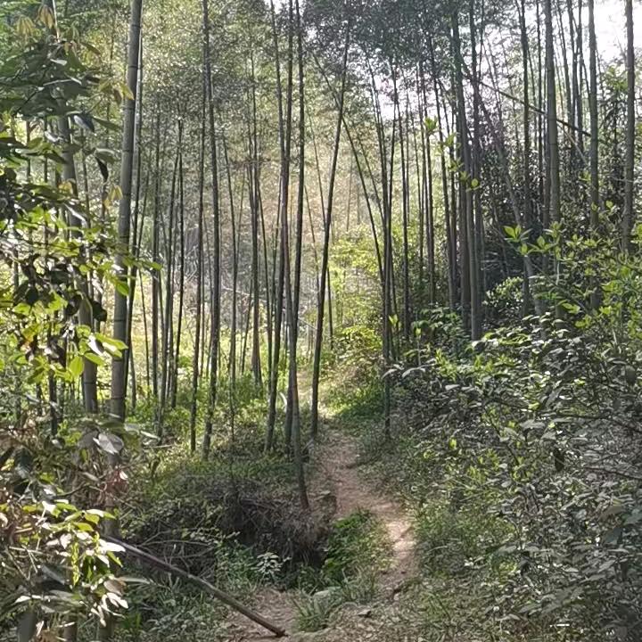 千里大别山，