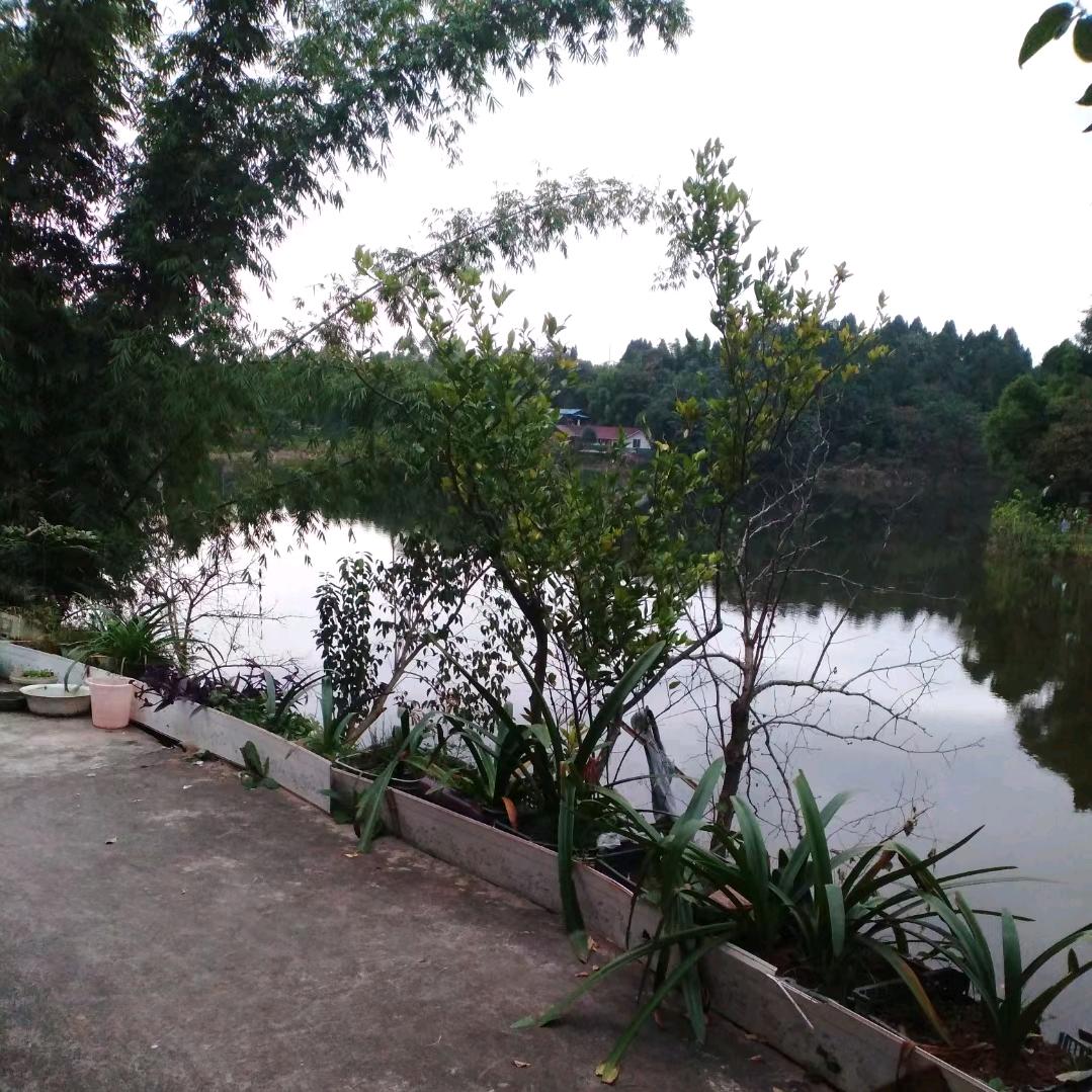 @李 垚 洪