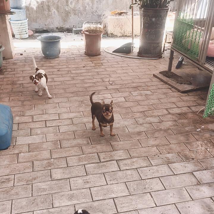 养吉娃娃的阿斌