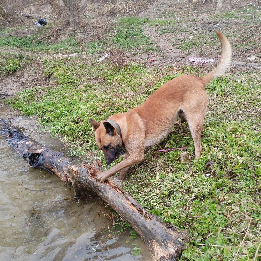 湖南省邵阳市马犬（豹威种公）旺财
