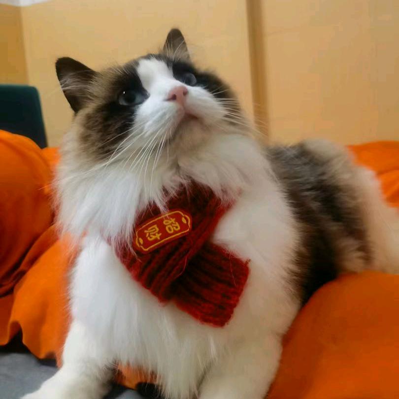 猫与乌龟