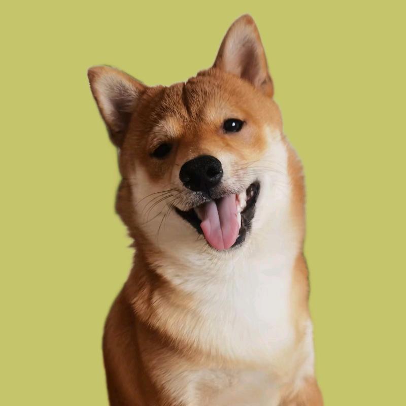 米乐是只小柴犬