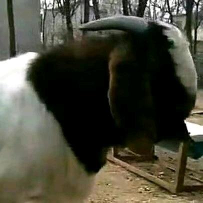 放羊场