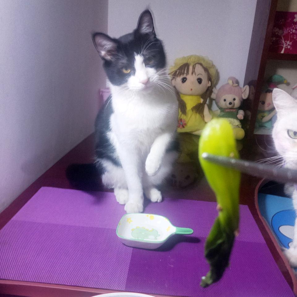 （崽崽、崽弟）🐱饭搭子