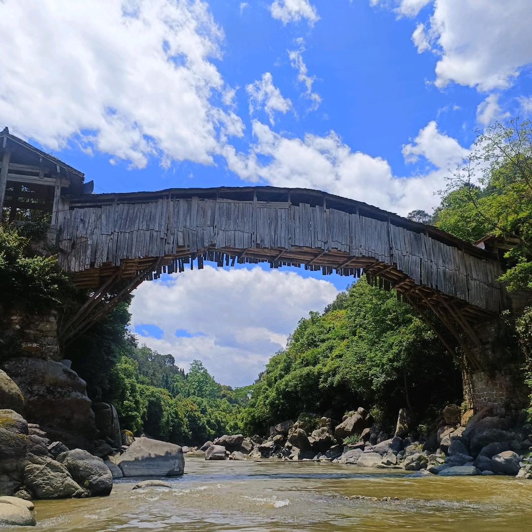 腾冲申亮花卉（小号）