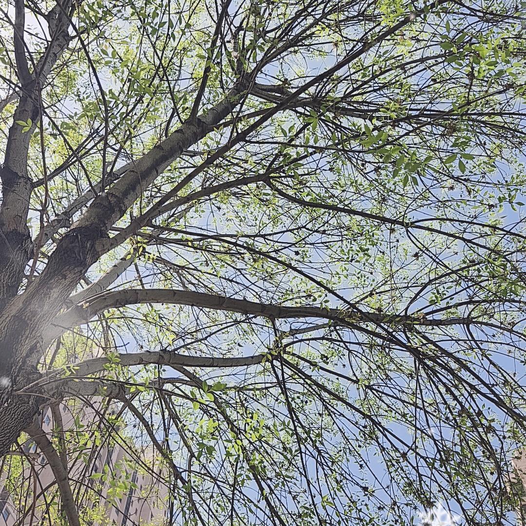 春风又绿