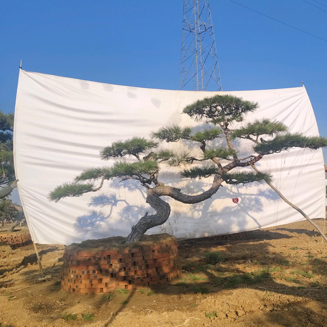 泰安三万造型松