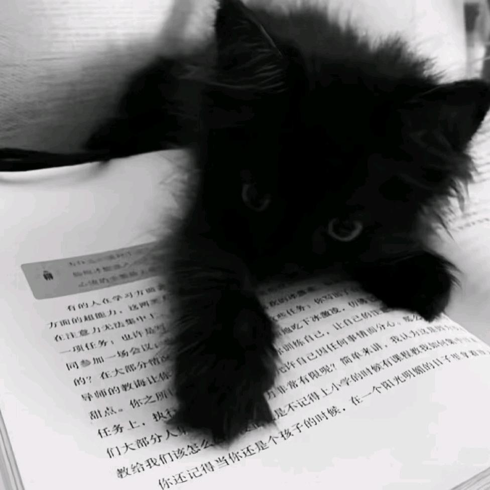 掀昼寻淇尘