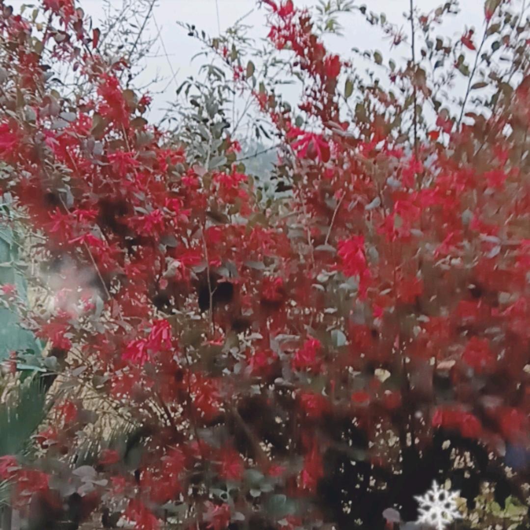 莲