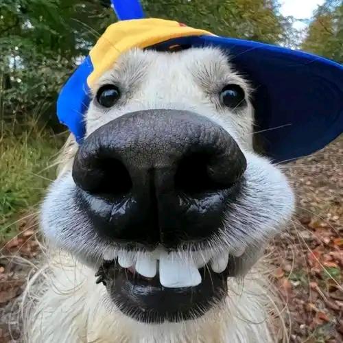 牙牙探险小分队🐶
