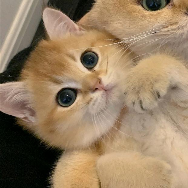 猫猫🐈
