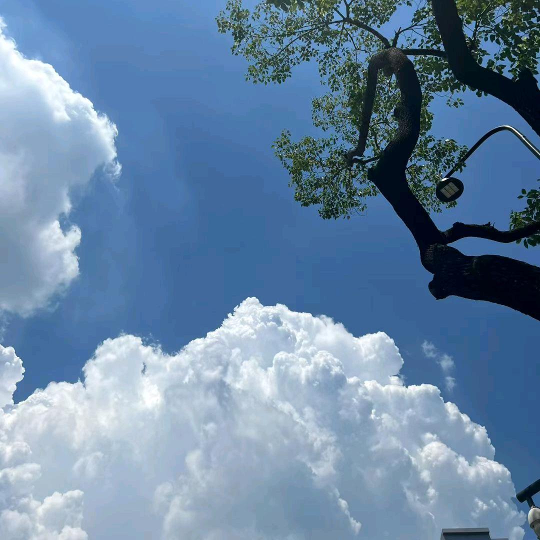 轻舞飞扬