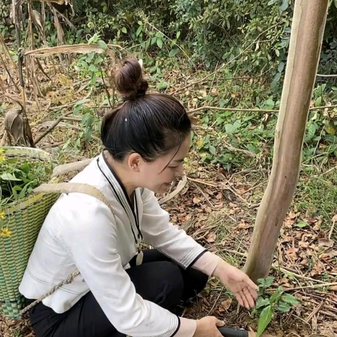 百草阁-陈芮