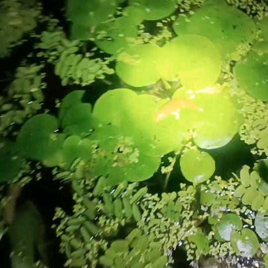 常年上门收购马黄