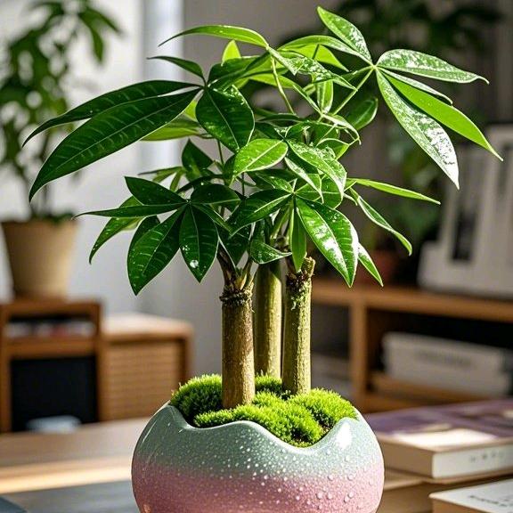 木木家盆栽