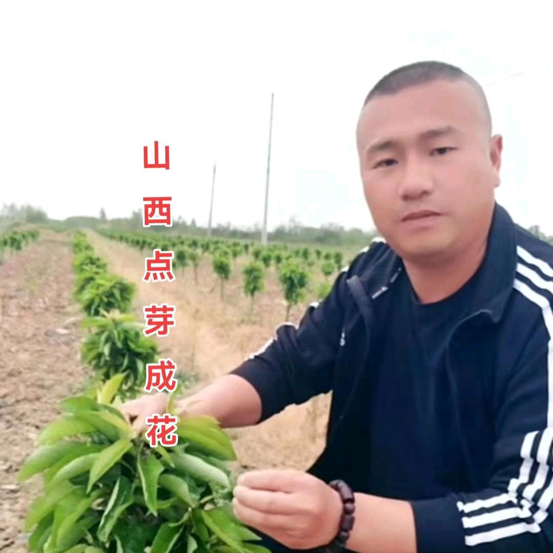 山西点芽成花