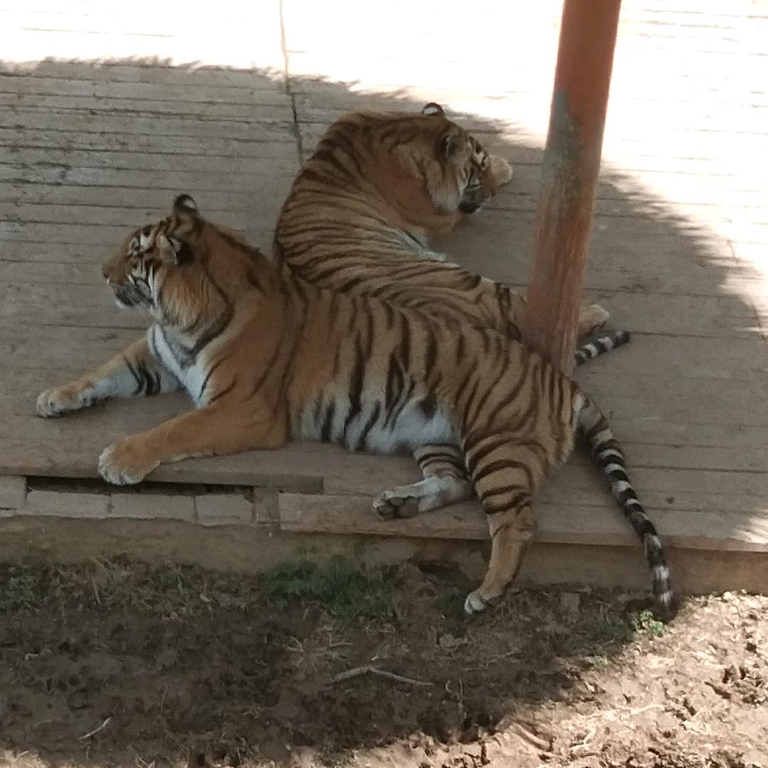 姜哥