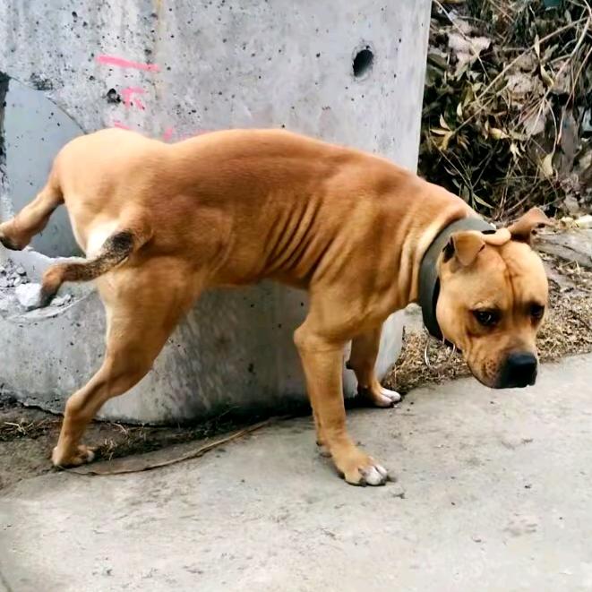 豫东犬舍