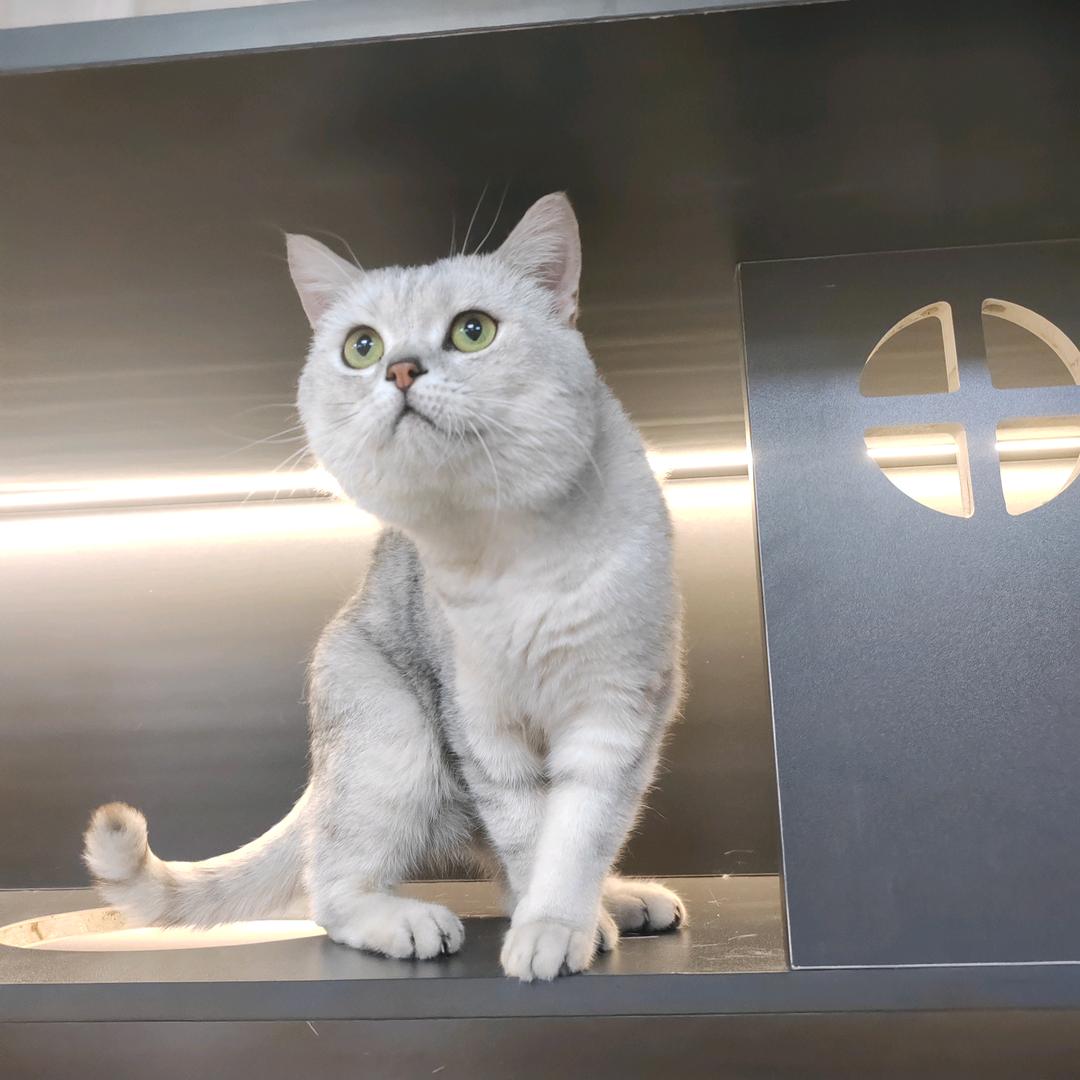 猫主子的猫砂