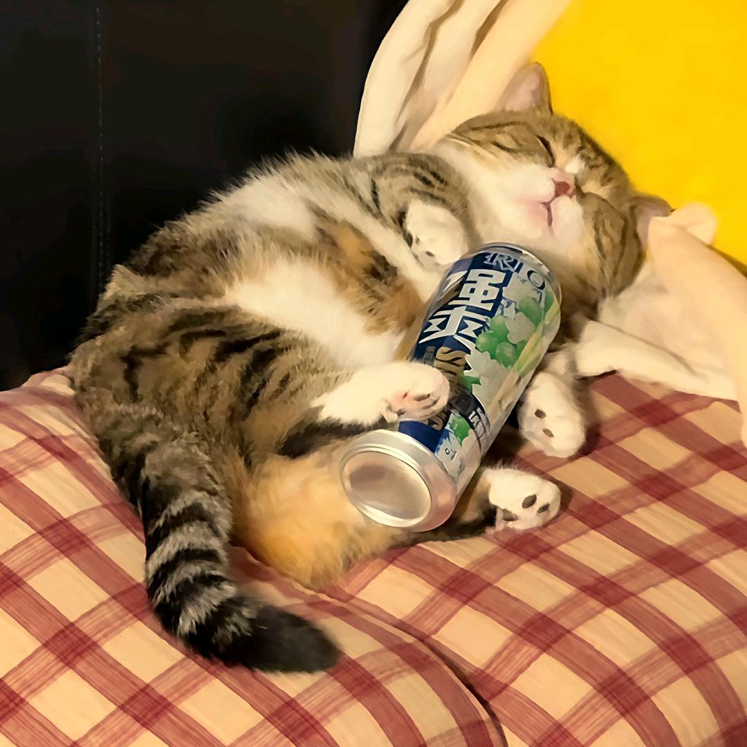 甜酒微醺✨