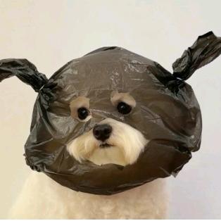 潦草小宝