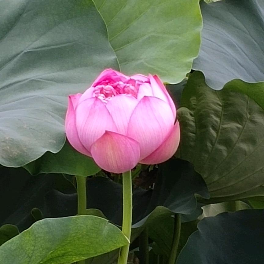 春天