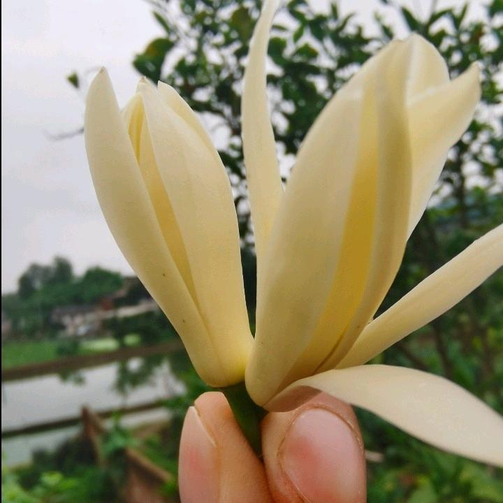 小甜筒