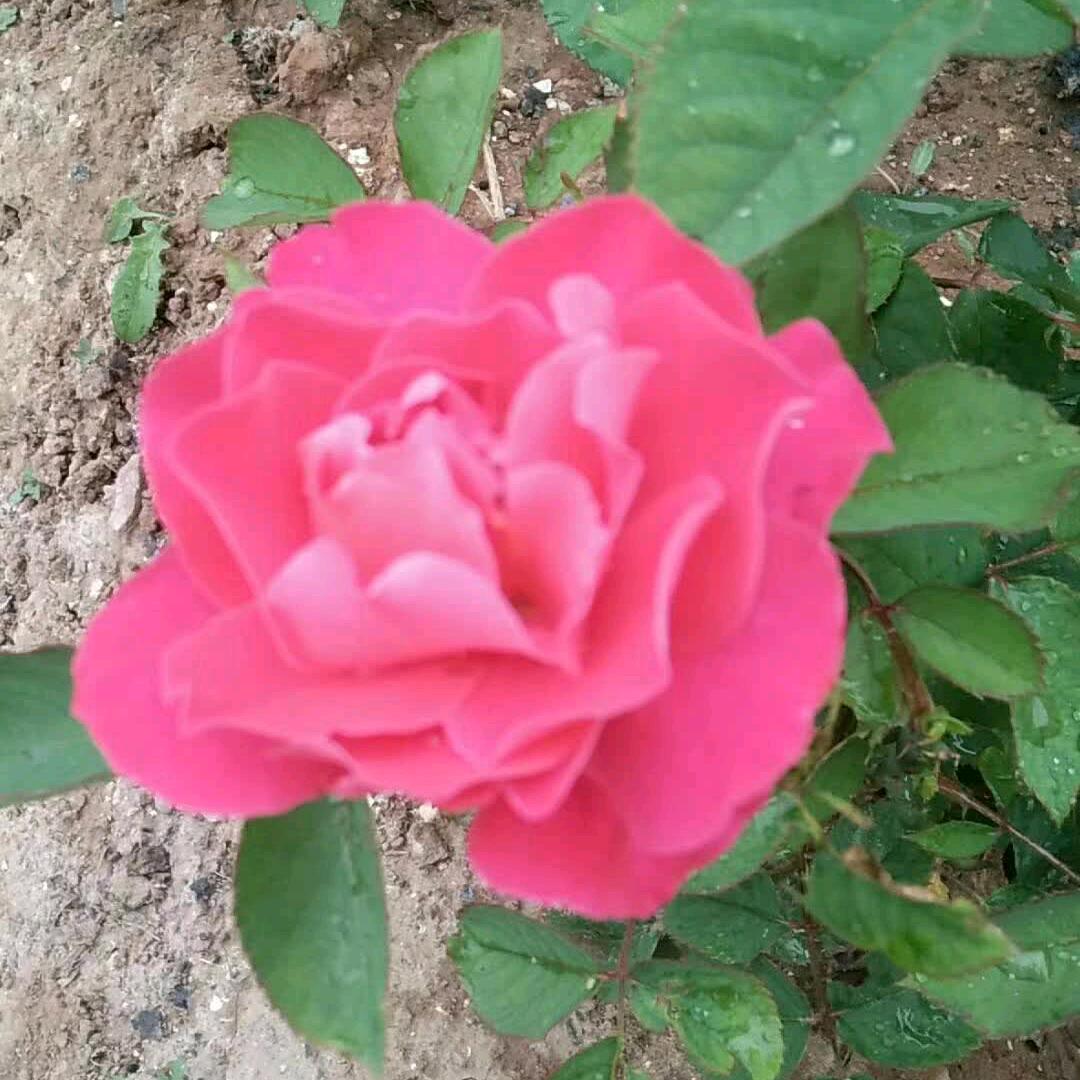 沁源《源源花店》