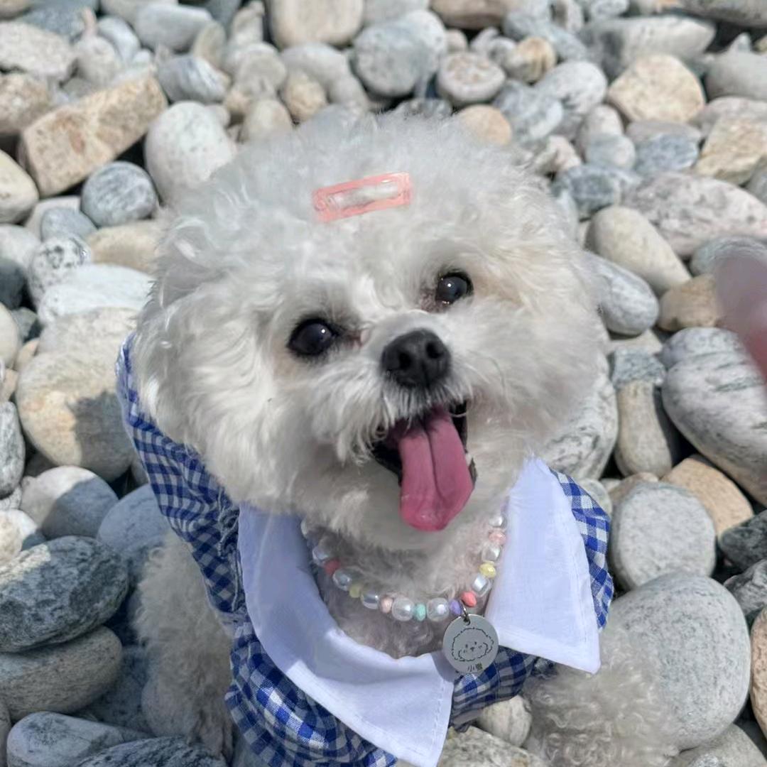 王铲铲