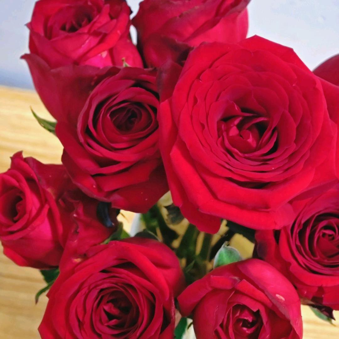 桃花朵朵开🌹🌹🌹🌹