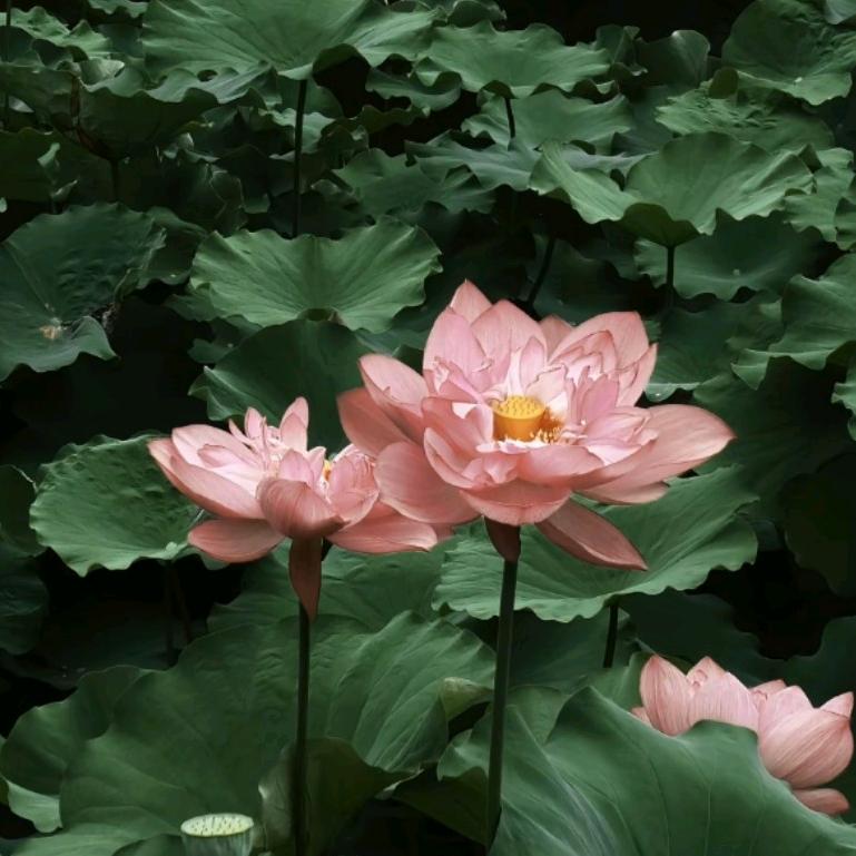 青莲居士