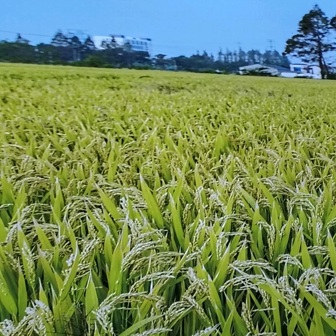 雨中百合