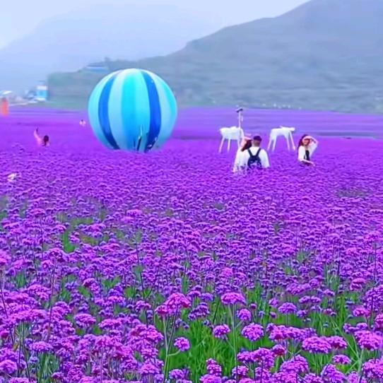 ❄蕾姐：开心果❄