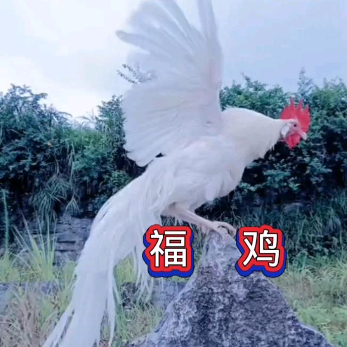 福鸡（收徒）