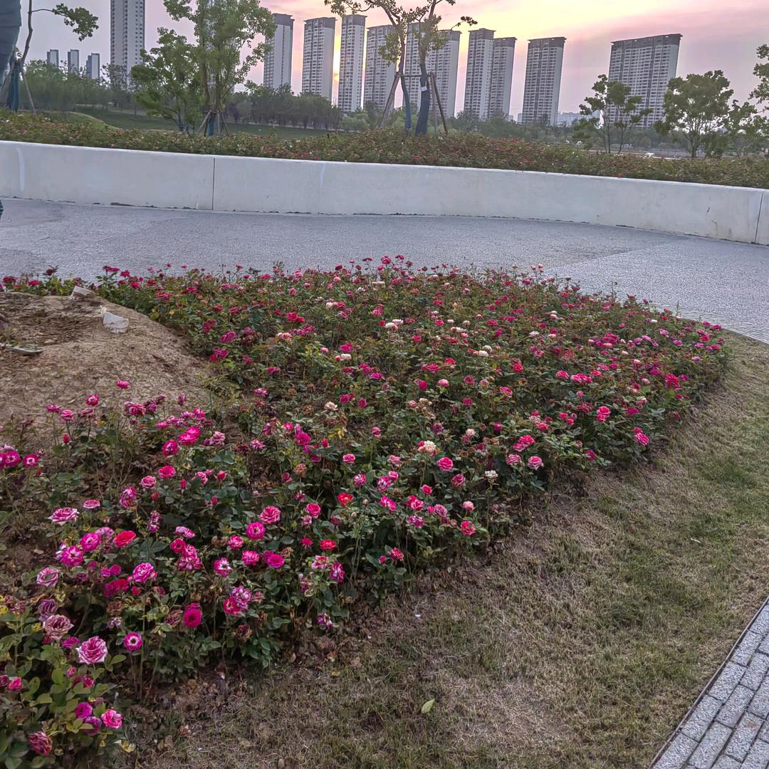 心若无尘