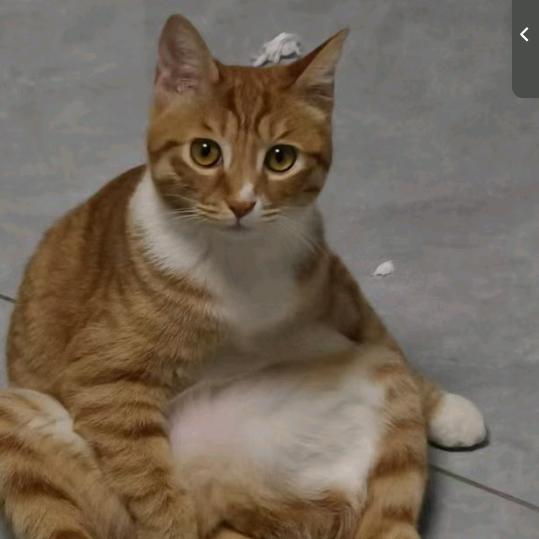 造饭