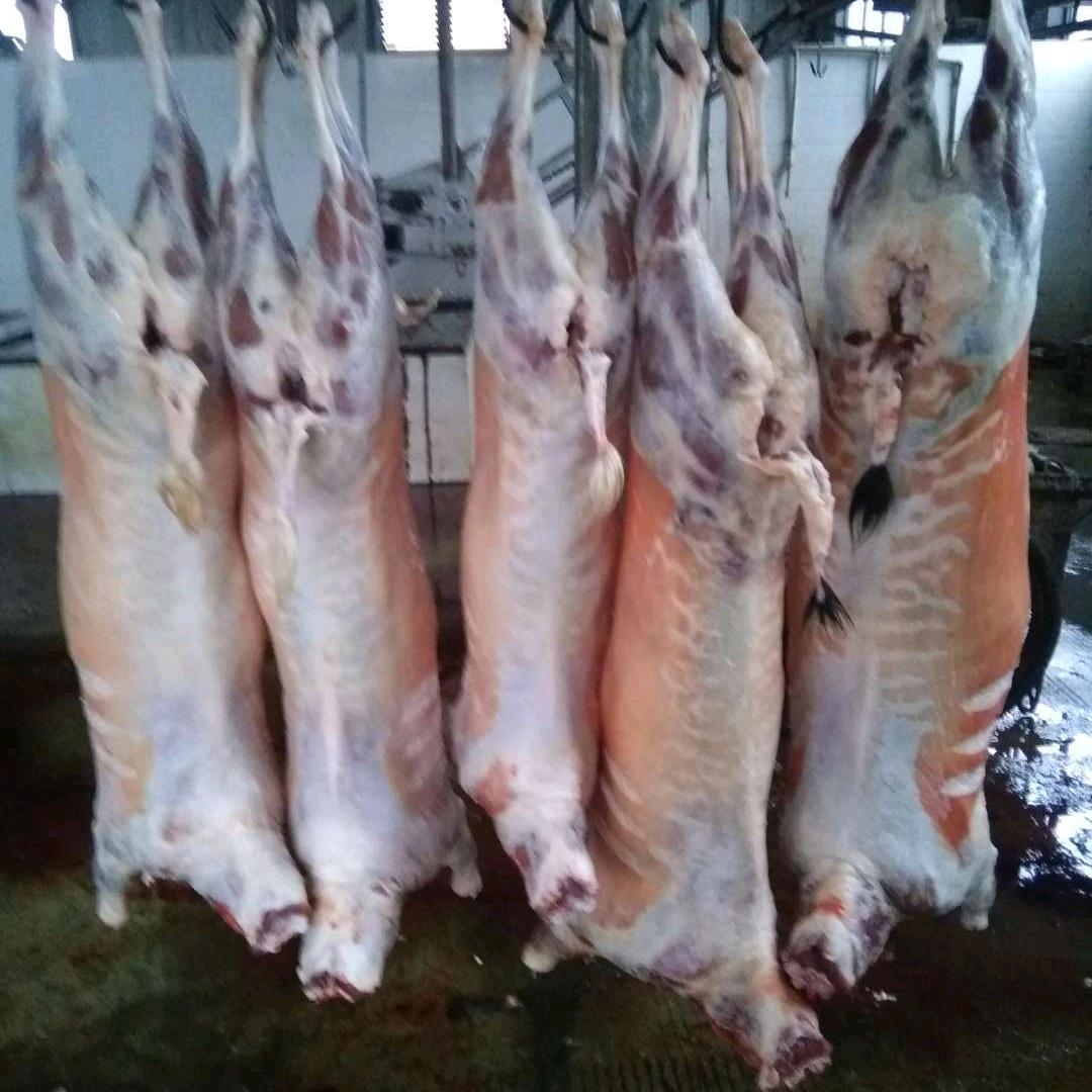 羊肉一哥🐑🐑🐑