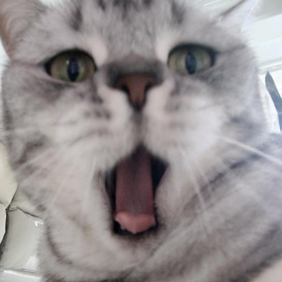 苕皮
