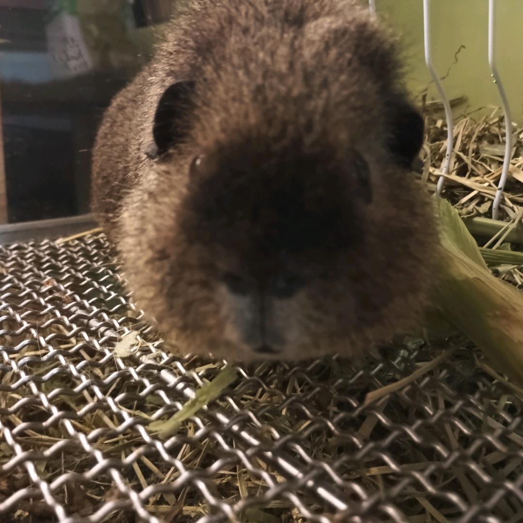 熊大日记