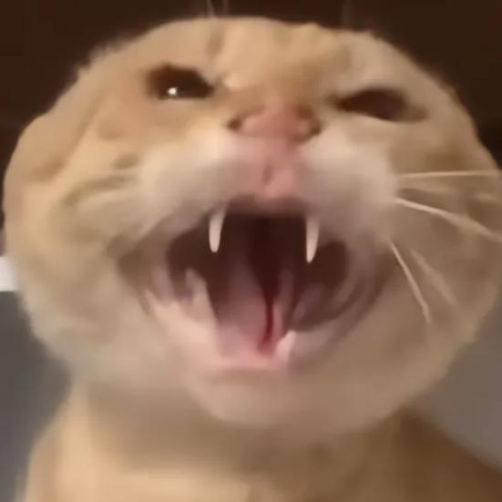 哈气一整天