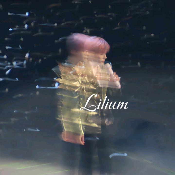Lilium