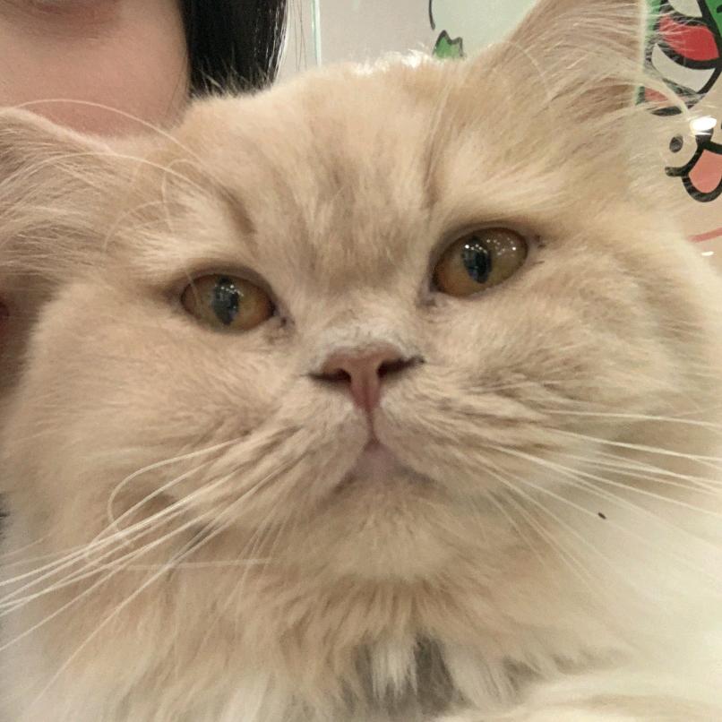 爱7折耳根