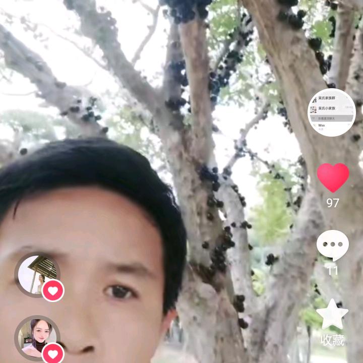 滚地龙