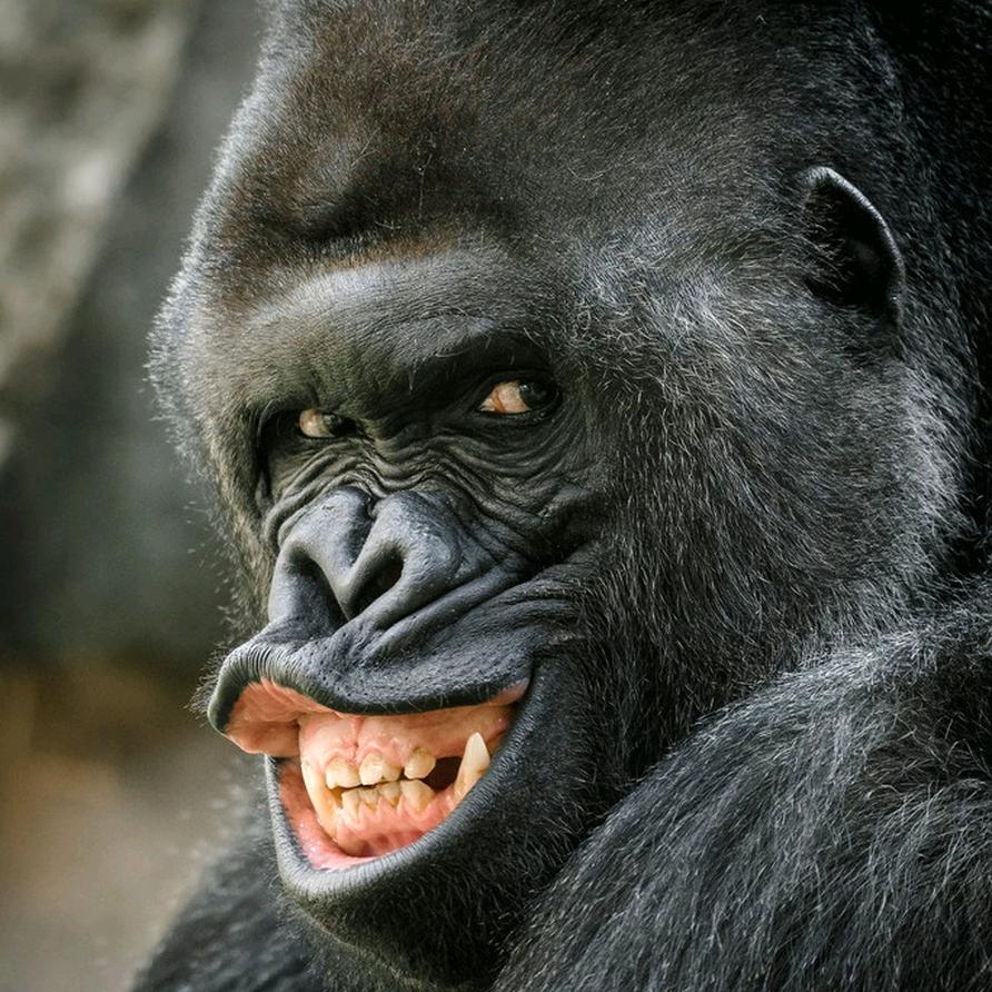 黑猩猩🦍