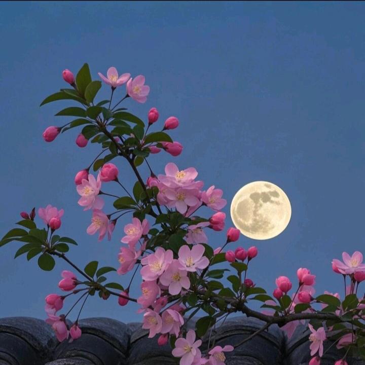 花好月圆圆