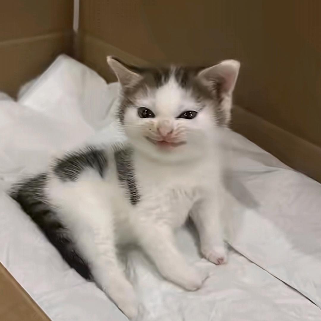 大肘子
