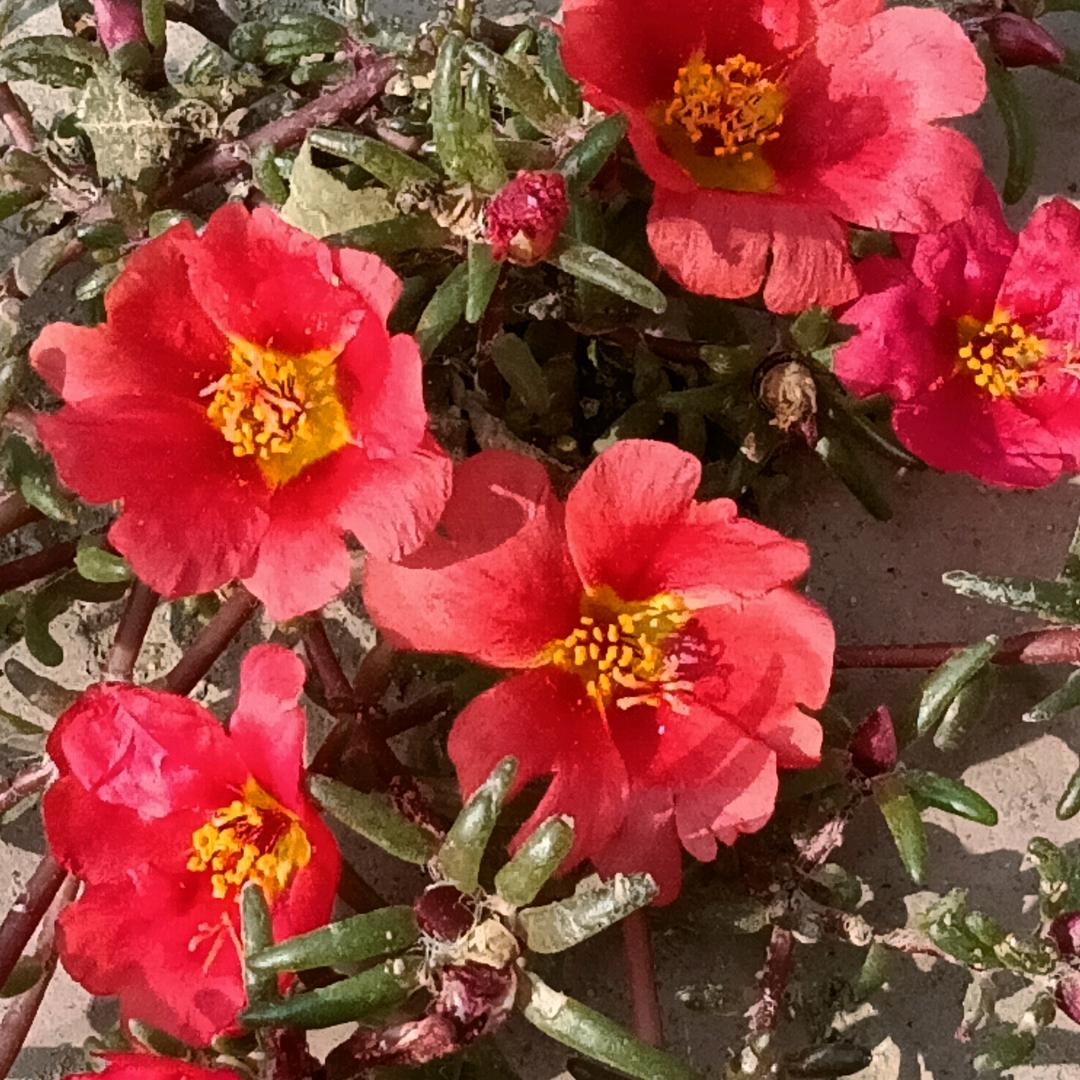 浅色夏末🌹