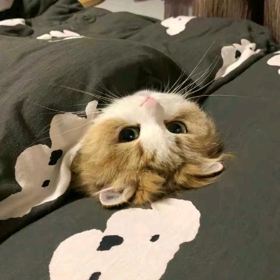 邪恶小猫