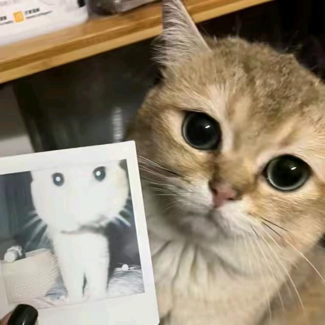 哈吉包